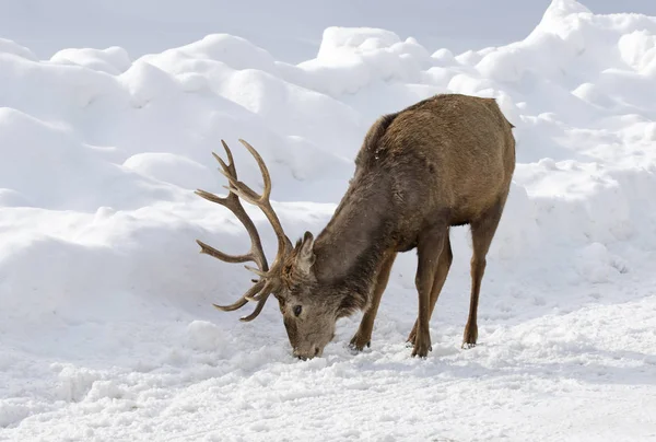 Red Deer Large Antlers Walking Winter Snow Canada — Stockfoto