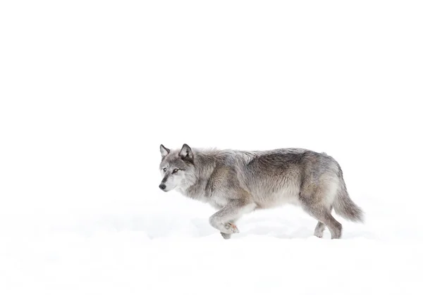 Silberfarbener Schwarzer Wolf Canis Lupus Beim Wandern Winterschnee — Stockfoto