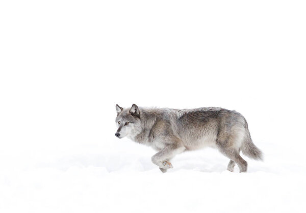 Silver coloured Black wolf (Canis lupus) walking in the winter snow