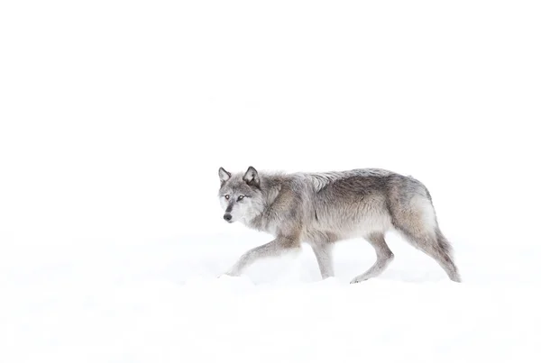 Zilver Gekleurde Zwarte Wolf Canis Lupus Lopen Wintersneeuw — Stockfoto