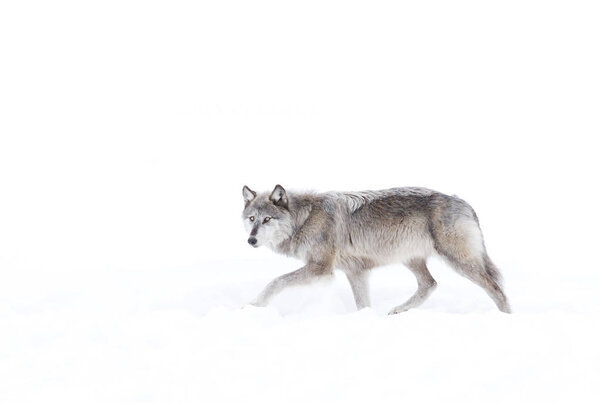 Silver coloured Black wolf (Canis lupus) walking in the winter snow