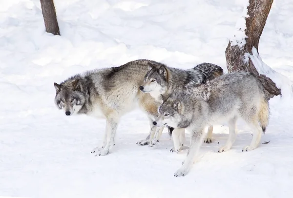 Hout Wolven Grijze Wolven Canis Lupus Geïsoleerd Een Witte Achtergrond — Stockfoto