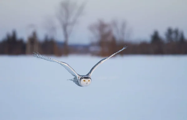 Snowy Owl Bubo Scandiacus Flies Low Hunting Open Snowy Field — Stock Photo, Image