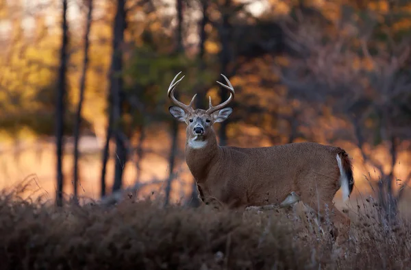 Cervo Dalla Coda Bianca Piedi Nella Foresta Una Giornata Autunnale — Foto Stock