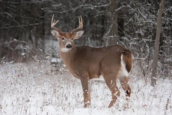 Weißschwanz Rehbock Steht Einem Wintertag Kanada Wald — Stockfoto