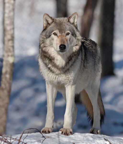 Лесной волк или серый волк (Canis lupus), стоящий зимой на снегу в Канаде
