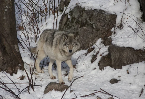 Lobo Maderero Lobo Gris Canis Lupus Caminando Nieve Invernal Canadá — Foto de Stock