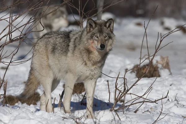 Bir yalnız kereste kurt ya da gri Kanada kış karda yürüme beyaz arka plan üzerinde izole kurt (Canis lupus)