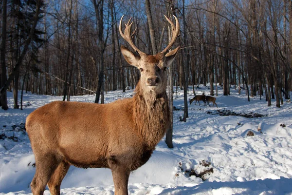 Red Deer Large Antlers Standing Winter Snow — Photo