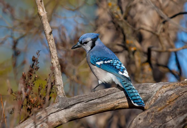 Blue Jay Cyanocitta Cristata Perced Branch Spring — стоковое фото