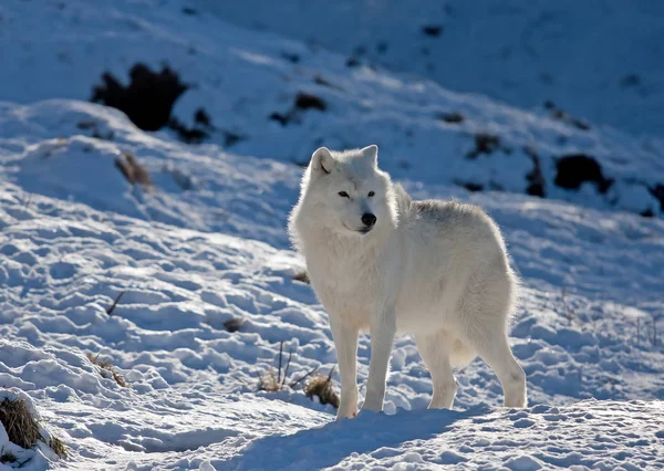 Arktischer Wolf Canis Lupus Arctos Steht Winterschnee Kanada — Stockfoto