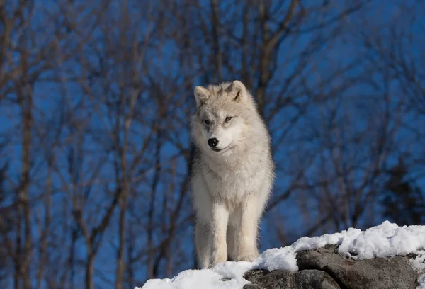 Arctische Wolf Canis Lupus Arctos Staande Een Rotsachtige Klif Wintersneeuw — Stockfoto