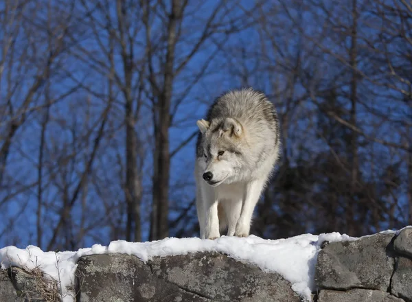 Lobo Ártico Canis Lupus Arctos Parado Sobre Acantilado Rocoso Nieve —  Fotos de Stock