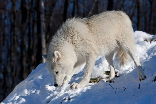 北極オオカミ Canis Lupus Arctos カナダの冬の雪の中に立っています — ストック写真