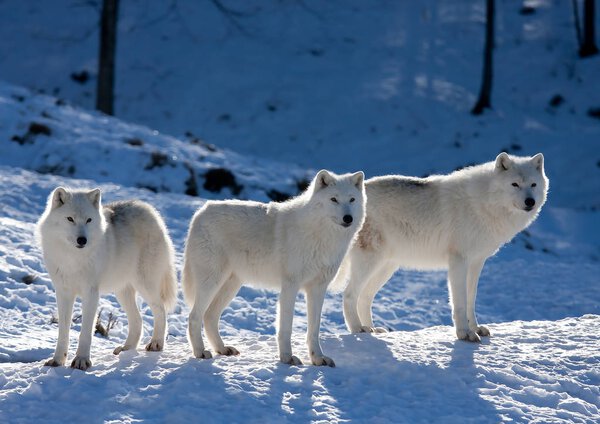 Arctic wolves (Canis lupus arctos) standing in the winter snow in Canada