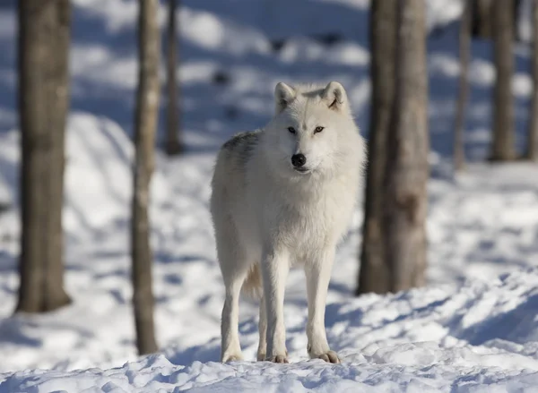 Арктический Волк Canis Lupus Arctos Стоит Зимой Снегу Канаде — стоковое фото