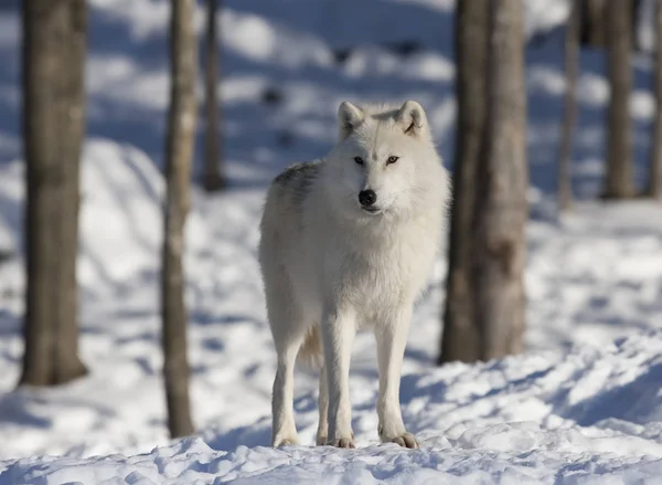 Arktischer Wolf Canis Lupus Arctos Steht Winterschnee Kanada — Stockfoto