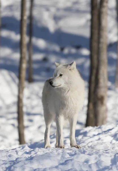 Arktischer Wolf Canis Lupus Arctos Steht Winterschnee Kanada — Stockfoto