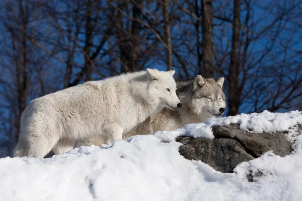 Arktyczny Wilki Canis Lupus Arctos Stoi Skalistym Klifie Zimie Śnieg — Zdjęcie stockowe