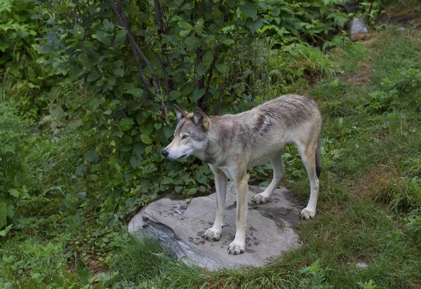 Lupo Legnoso Lupo Grigio Canis Lupus Piedi Una Scogliera Rocciosa — Foto Stock