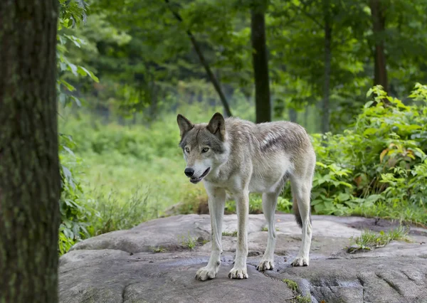 Lobo Maderero Lobo Gris Canis Lupus Parado Acantilado Rocoso Otoño — Foto de Stock