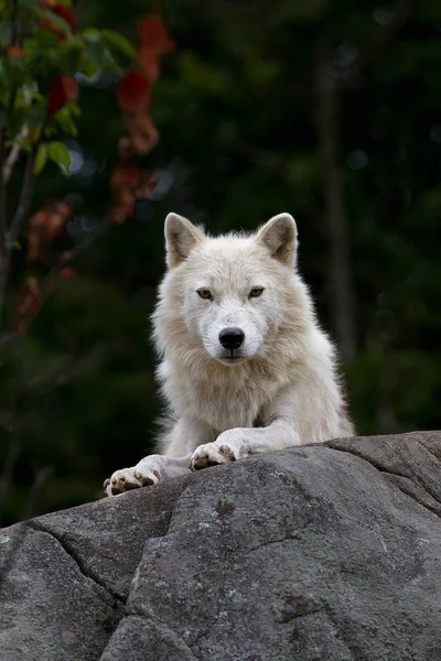 Arctic wolf (Canis lupus arctos) closeup in summer
