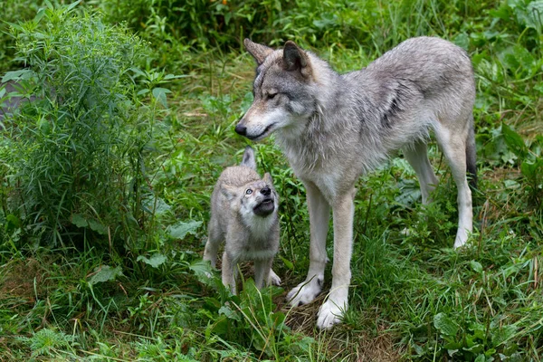 加拿大夏季岩石悬崖上的木狼或灰狼和小狗 犬群狼疮 — 图库照片
