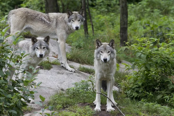 Tres Lobos Madereros Lobos Grises Canis Lupus Pie Sobre Acantilado — Foto de Stock