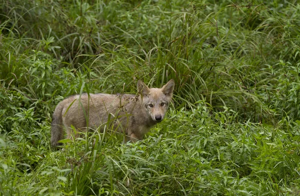 A lone Timber wolf pup or Grey Wolf (Canis lupus) in summer in Canada