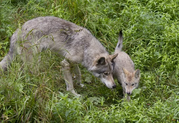 Lupi Legno Lupi Grigi Cuccioli Canis Lupus Sulla Scogliera Rocciosa — Foto Stock