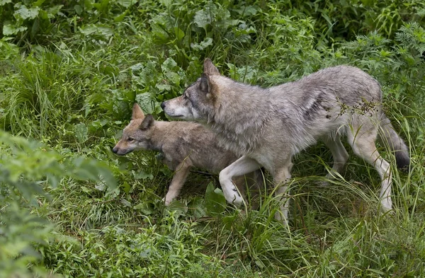 Šedý Vlk Pup Canis Lupus Skalnatém Útesu Létě — Stock fotografie