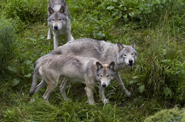 Lobos Madereros Lobos Grises Canis Lupus Parados Juntos Acantilado Rocoso —  Fotos de Stock