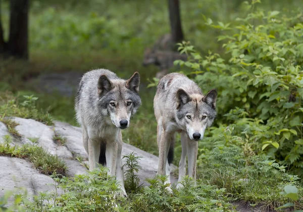 Hout Wolven Canis Lupus Staan Samen Een Rotsachtige Klif Zomer — Stockfoto