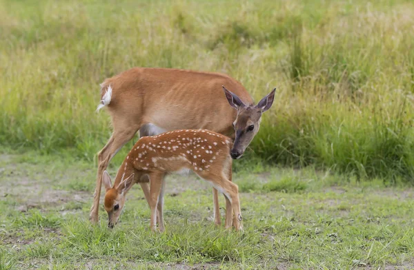 オジロジカの子鹿と Doe の芝生のフィールドに立っています — ストック写真