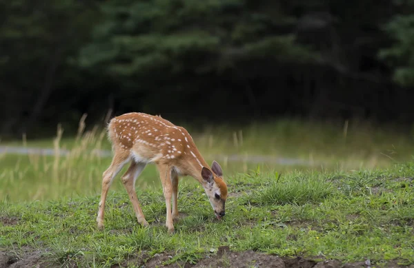 Cervo Dalla Coda Bianca Che Nutre Cervo Campo Erboso — Foto Stock