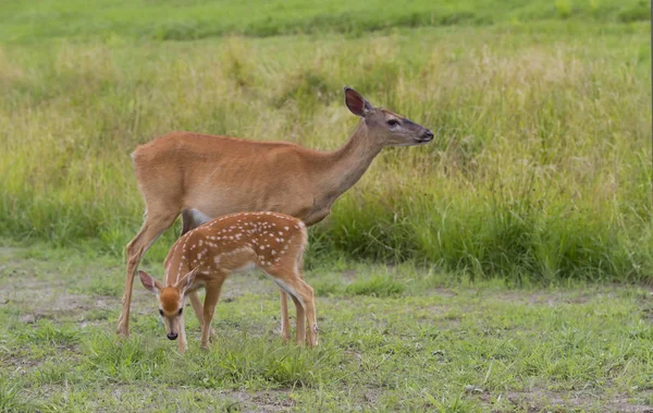 Vitsvanshjort Fawn Och Doe Stående Ett Gräsbevuxna Fält — Stockfoto