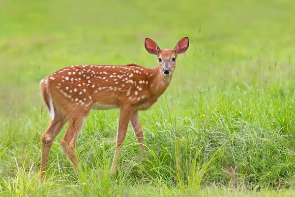 Vitsvanshjort Fawn Stående Ett Gräsbevuxna Fält — Stockfoto