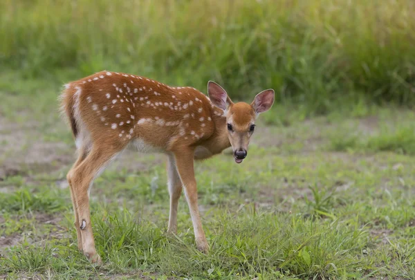 Cervo Dalla Coda Bianca Fulvo Piedi Campo Erboso — Foto Stock