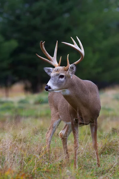 Bouc Cerf Virginie Dans Pré Automne — Photo