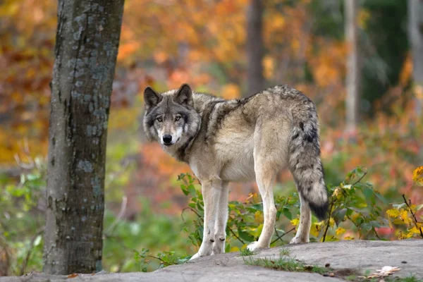 Kereste kurt veya gri kurt (Canis lupus) ayakta bir kaya üzerine geri bir sonbahar yağmurlu günde Kanada'da görünüyor.