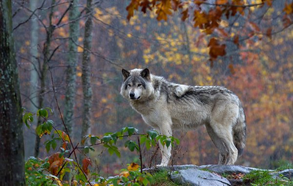 Timber wolf or grey wolf (Canis lupus) standing on top of a rock looks back on an autumn rainy day in Canada