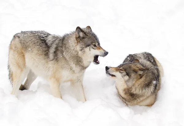 Loups Bois Loups Gris Canis Lupus Isolés Sur Fond Blanc — Photo