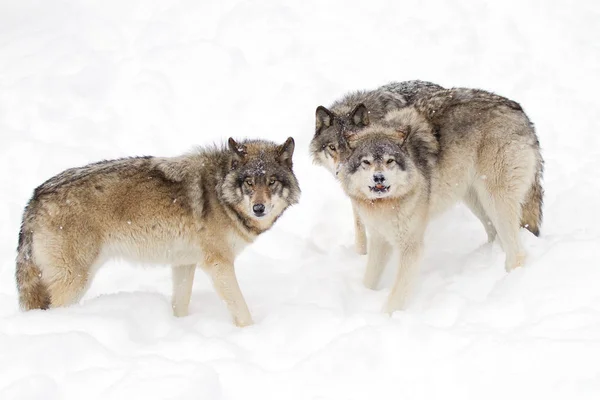 Lobos Madera Lobos Grises Canis Lupus Aislados Sobre Fondo Blanco —  Fotos de Stock