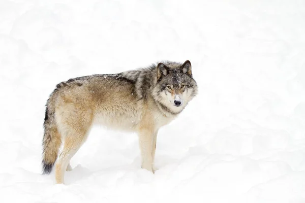 在加拿大的冬季雪中 一只孤木狼或灰狼 大犬狼疮 被孤立在白色背景下行走 — 图库照片