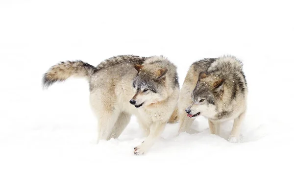 Lobos Madeira Lobos Cinzentos Canis Lupus Isolados Sobre Fundo Branco — Fotografia de Stock