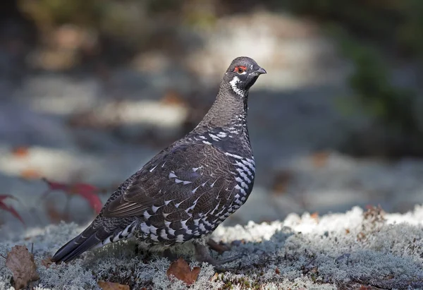 Gallo Cedrone Maschio Falcipennis Canadensis Posa Nel Lichene Nel Algonquin — Foto Stock