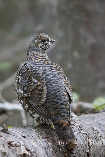 Gallo Cedrone Femmina Falcipennis Canadensis Posa Tronco Nel Algonquin Park — Foto Stock