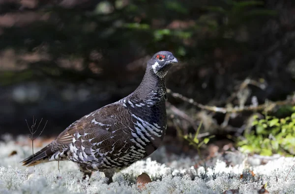 Spruce Grouse Male Falcipennis Canadensis Posing Lichen Algonquin Park Canada — Stock Photo, Image