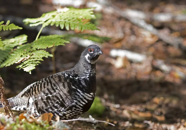 Spruce Grouse Male Falcipennis Canadensis Posing Lichen Algonquin Park Canada — Stock Photo, Image