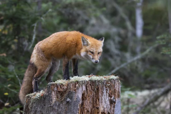 Red Fox Vulpes Vulpes Standing Tree Stump Algonquin Park Canada — Stock Photo, Image